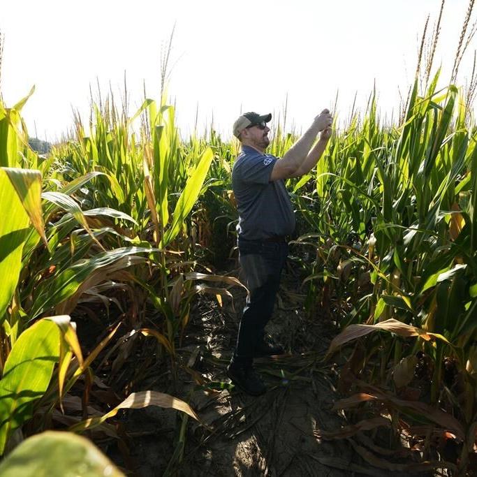 ‘Short corn’ could replace the towering cornfields steamrolled by a changing climate